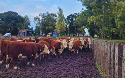 Continúa la 5° Prueba Pastoril Bonaerense Sudeste