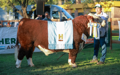 Hereford Argentina celebró la 75° Expo Otoño en Azul con gran convocatoria y calidad genética