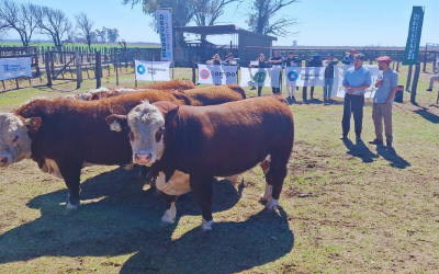 Se realizó la 3.ª Jura Fenotípica de la Prueba a Campo Hereford Centro Oeste