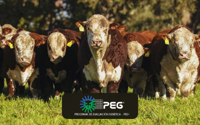 Listado de Padres Hereford activos de alta precisión – 2025