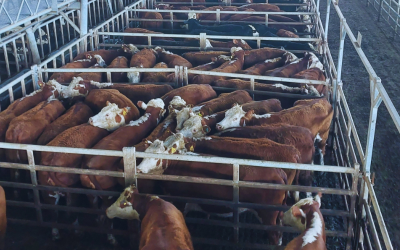 6° Remate Hereford y sus derivados en el MAG