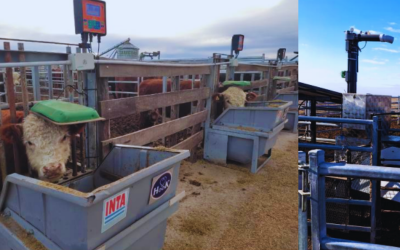 Informe de resultados de la Prueba de Consumo Residual Hereford 2025