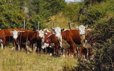 Hereford Argentina realizará su Gira Ganadera en Neuquén: Genética, Adaptación y Producción en la Patagonia