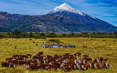 Más de 100 criadores participaron de la Gira Ganadera Patagonia Norte
