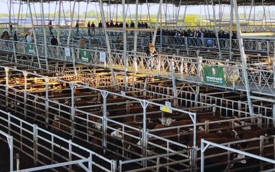 8° Remate Rte Hereford y sus Derivados en el MAG