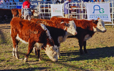 38° Fiesta Provincial del Ternero: Hereford presente en Choele Choel