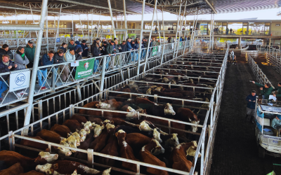 Se realizó el 9° Remate Hereford y sus Derivados en el MAG